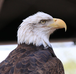 Eagle profile