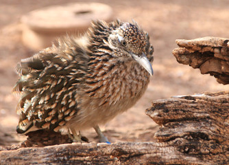 Road runner
