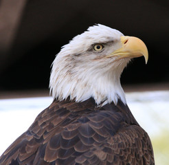 Bald eagle