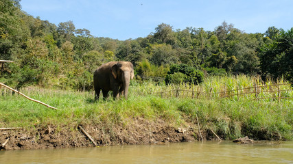 Fototapeta na wymiar asian elephant waterside in the wild