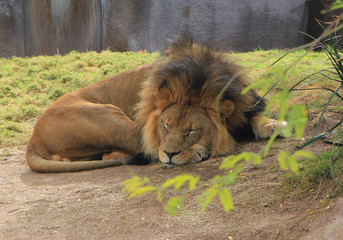 male lion
