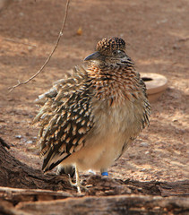 Road Runner looking