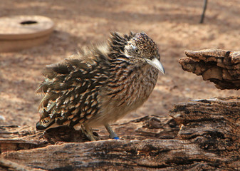 Road Runner