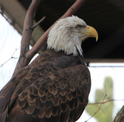 Eagle