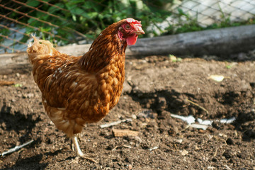 Sunny summer day. A brown chicken on the ground, covered with hay, stands on the spot and looks into the camera.