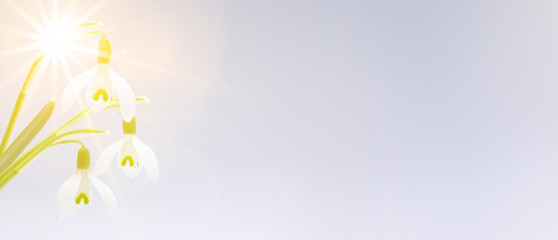 Schneeglöckchen © by-studio