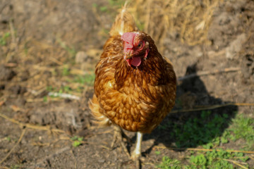 Sunny summer day. A brown chicken on the ground, covered with hay, stands on the spot and looks into the camera.