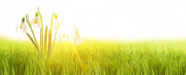 Schneeglöckchen © by-studio