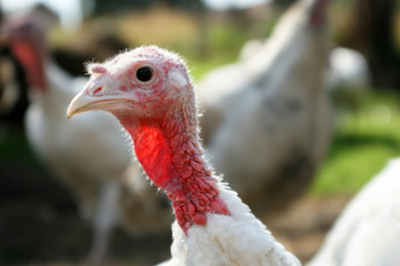 head of white live turkey