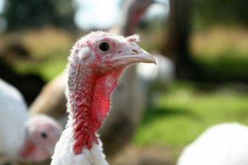 head of white live turkey