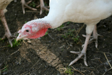 White turkey eating from a trough