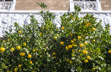 Oranges grow on a bush in Italy. Oranges on the streets of Rome. Fruit tree with historic wall on background.