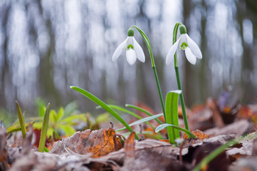Beautiful white snowdrops growing in the forest