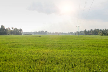 A green field of growing rice, a blue sky with rare white clouds, tropical trees on the horizon, a bright sunset sun