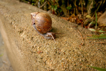 Brown snail crawls along the road