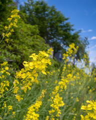 Fototapeta premium 菜の花