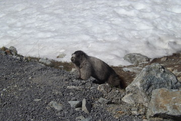 Whistler atop Whistler Mountain