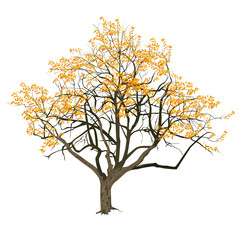 Tree with yellow leaves in the fall