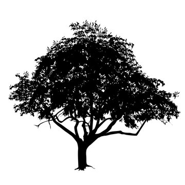 Tree silhouette with leaves in the summer