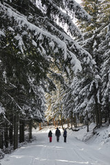 Three friend hiking together in winter forest through snowy road.