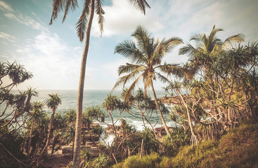 Fototapeta na wymiar Tall palm trees on beautiful beach with calm waves, aloe vera around. Tropical landscape of South Asia