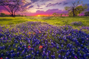 Fotobehang Zonsopgang in het Heuvelland van Texas © dfikar