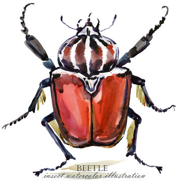 Beetle. Insect watercolor illustration.