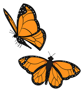 Two Flying Monarch Butterflies
