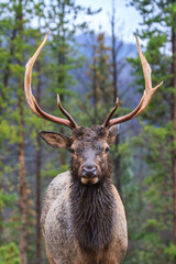 Naklejka na ściany i meble Elk of The Colorado Rocky Mountains - Male in Breeding Season