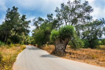 Asphalt road leading to the village in Corfu, Greece.