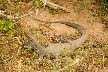 Sri Lanka. Safari in Jalla. Varan (lizard)