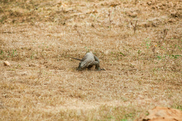 Sri Lanka. Safari in Jalla. Varan (lizard)
