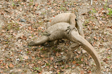 Sri Lanka. Safari in Jalla. Varan lizard