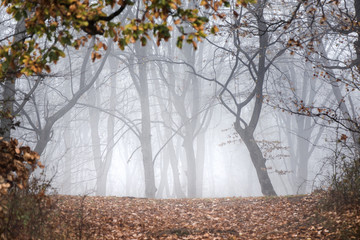 Thick fog in the dark mountain forest in late autumn. Cold waether, winter is comming. Scary woods