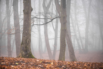 Thick fog in the dark mountain forest in late autumn. Cold waether, winter is comming. Scary woods