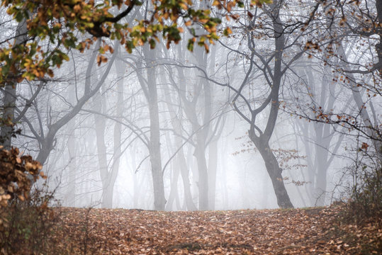 Fototapeta Thick fog in the dark mountain forest in late autumn. Cold waether, winter is comming. Scary woods