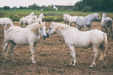 Obraz na płótnie Canvas Beautiful white or light gray camargue horses on the farm. Regional nature park Camargue, biosphere reserve, Bouches-du-rhone department, Provence - Alpes - Cote d'Azur region, south France