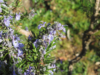 Rosemary plant with flowers in Tuscany, Italy
