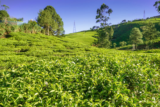 Sri Lanka, Nuwara Eliya, Mackwoods  Labookellie, tea plantation, 3 upper tea leaves