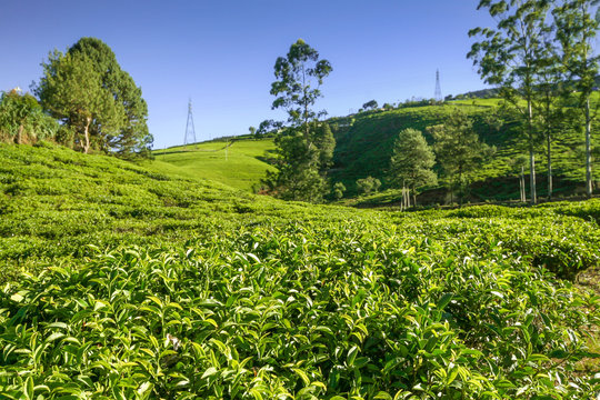 Sri Lanka, Nuwara Eliya, Mackwoods  Labookellie, tea plantation, 3 upper tea leaves