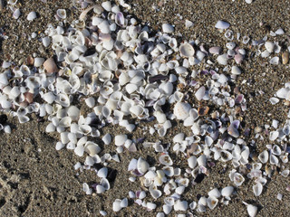 Seashells on sand. Summer beach background. Top view