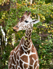 Fototapeta premium Giraffe - Artiodactyla, Giraffa