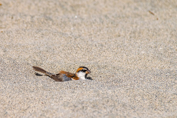 iago sparrow dust bathing in the sand