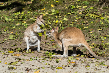Flinkwallaby - Macropus agilis