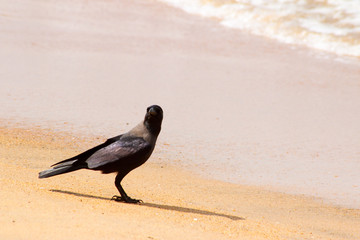 Black raven on sand beach