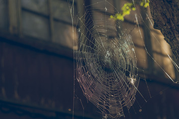 Spider web on background of old house