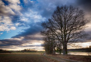 Dirty road next to few trees without leaves in autumn landscape