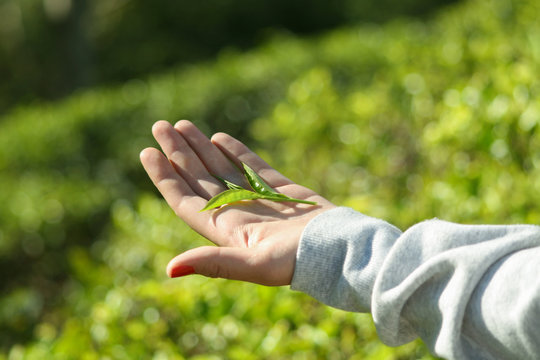 Sri Lanka, Nuwara Eliya, Mackwoods  Labookellie, tea plantation, 3 upper tea leaves