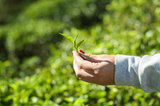 Sri Lanka, Nuwara Eliya, Mackwoods  Labookellie, tea plantation, 3 upper tea leaves