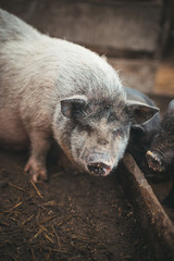 Small pigs eat from a wooden trough